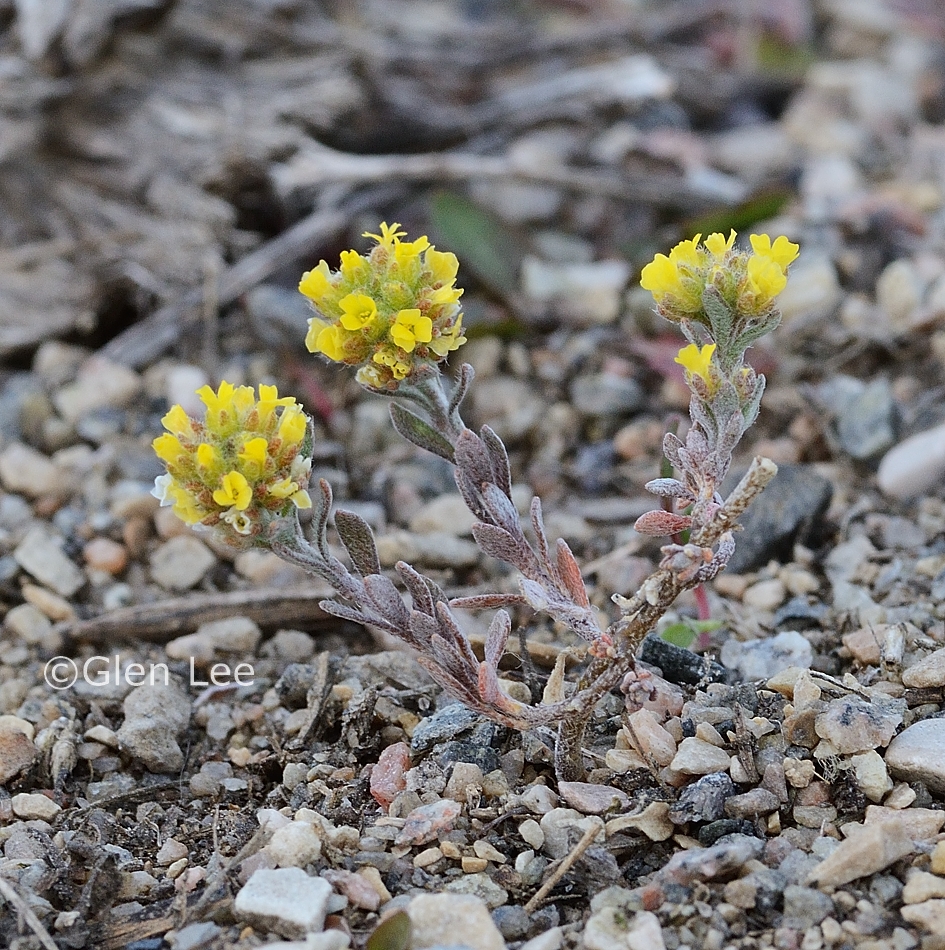Alyssum desertorum photos Saskatchewan Wildflowers